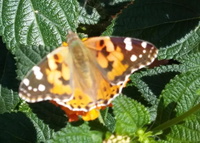 Apartment Landhaus Vogel *